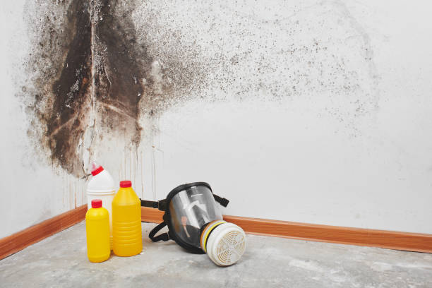 Best Mold Removal Near Me  in Byram, CT