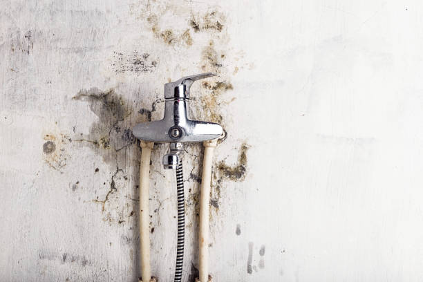 Office Mold Removal Services in Byram, CT