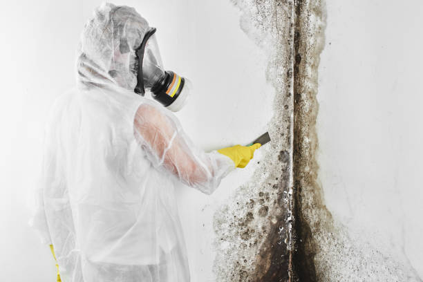 Best Residential Mold Removal  in Byram, CT
