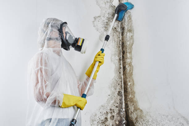 Best Residential Mold Removal  in Byram, CT