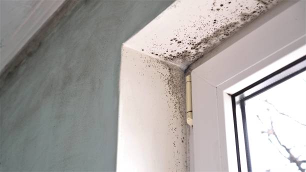 Best Commercial Mold Removal  in Byram, CT