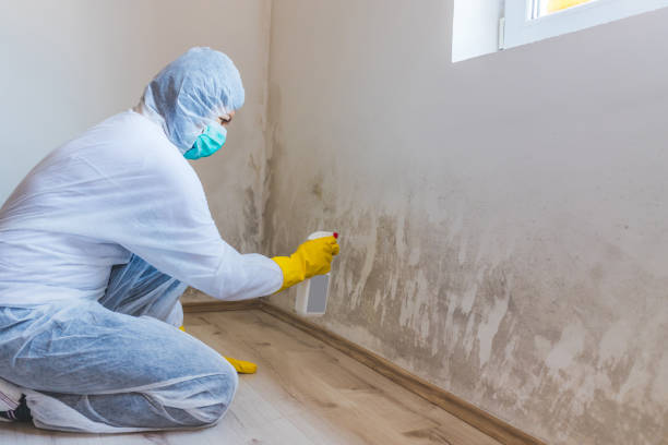 Best Toxic Mold Removal  in Byram, CT