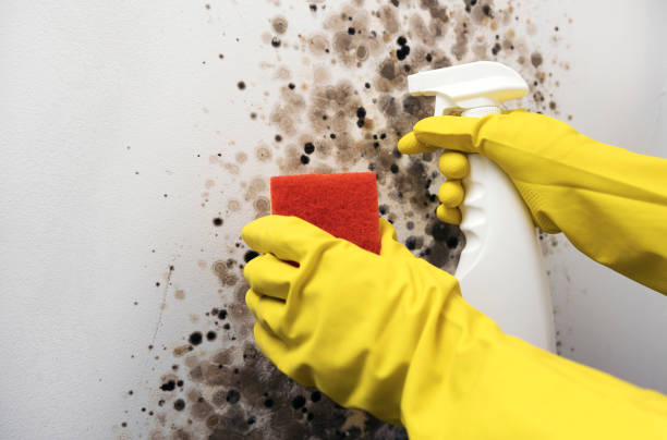 Best Mold Damage Repair  in Byram, CT