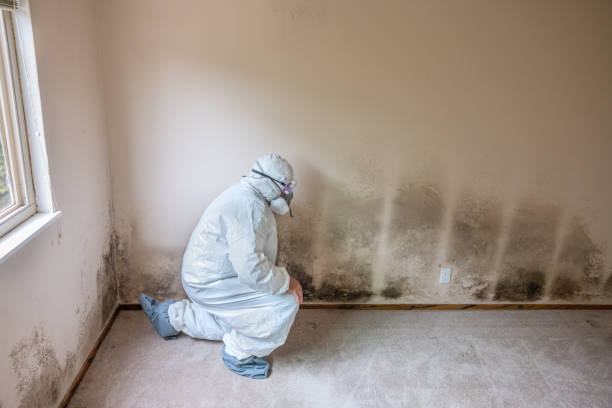 Best Local Mold Removal Service  in Byram, CT