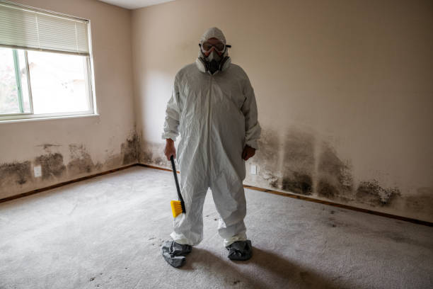 Best Professional Mold Removal  in Byram, CT