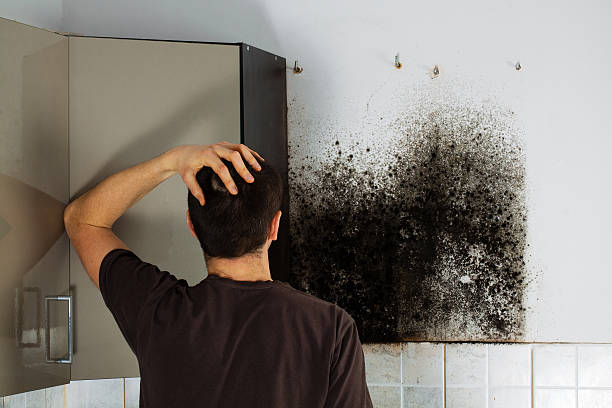 Trusted Byram, CT Mold Removal Experts