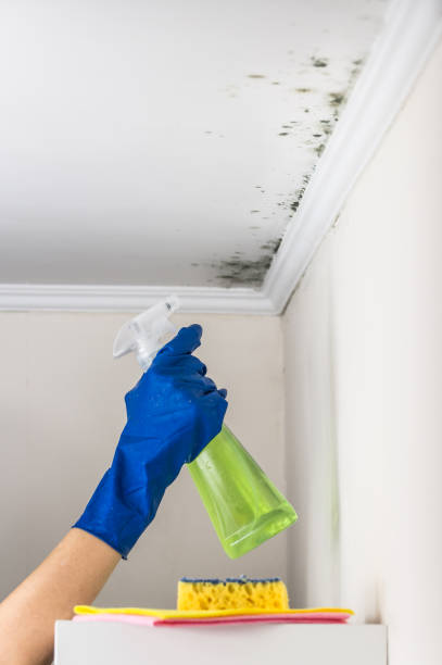 Best Affordable Mold Removal  in Byram, CT